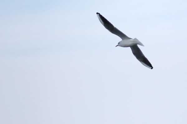 Chaikopost - My, Seagulls, Sea, Odessa, Longpost