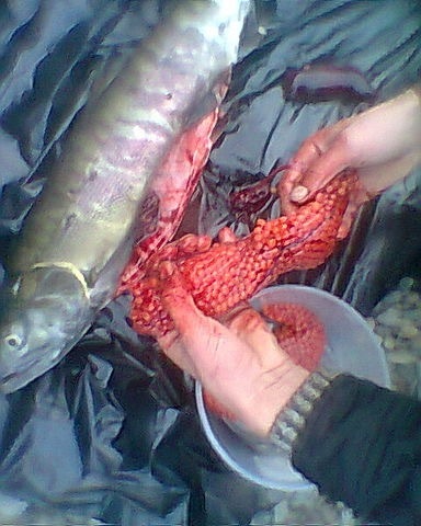 Red caviar... Caught, butchered... 5 minutes and such deliciousness!!! - Primorsky Krai, Fishing, Caviar, Relaxation, Longpost