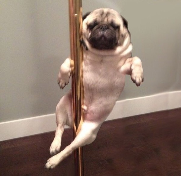 When you're drunk and trying to seduce a girl - Dog, Humor, Flirting, Pug, Striptease