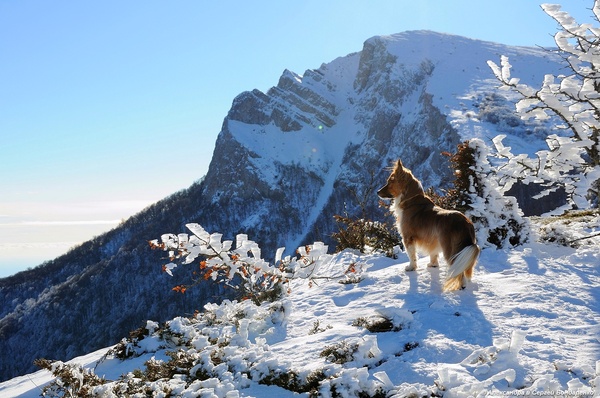 Great view - The mountains, Dog, My, Nature, Winter