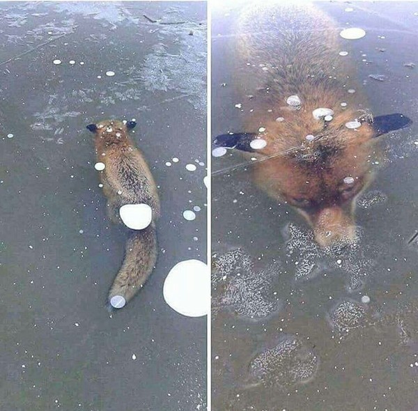 poor fox - Ice, Fox, Animals