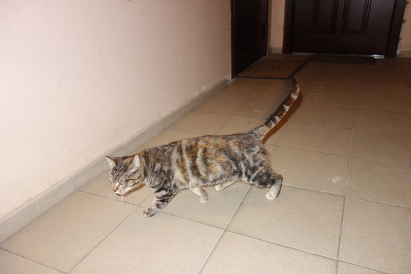 Another lost one. Obninsk - Lost, Cat looking for a home, Obninsk, Homemade, cat, Help