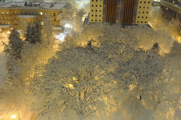 Hundreds of crows in snow-covered trees - Crow, Winter, Snow, Tree, Reddit