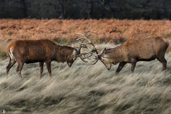 Confrontation - Photo, Deer, Horns, Nature, Deer