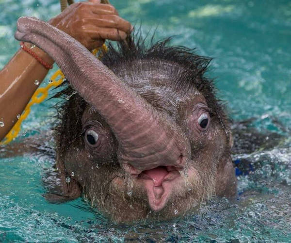 baby elephant bathes - 9GAG, Elephants, Bathing