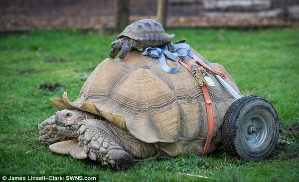 Tortoise disabled by sex put on wheels - Nature, Turtle, Sex, Curiosity, Text, Great Britain, Longpost