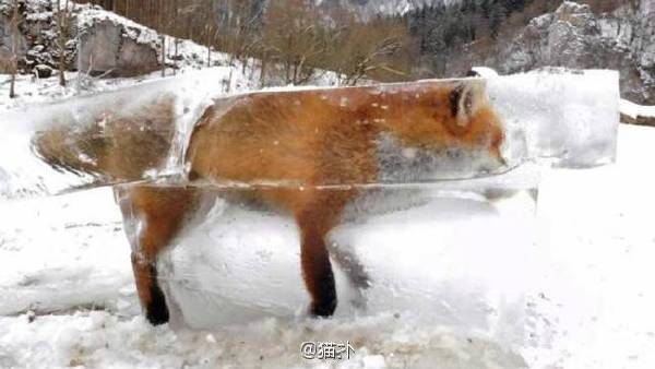 Fox frozen in ice - Ice, Fox