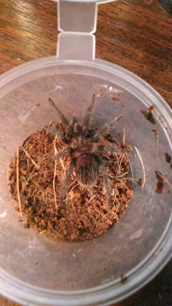 The life of a tarantula, he moved and his feeding. - My, Arachnophobia, Spider, Saint Petersburg, Bird spiders, Tarantula, Longpost