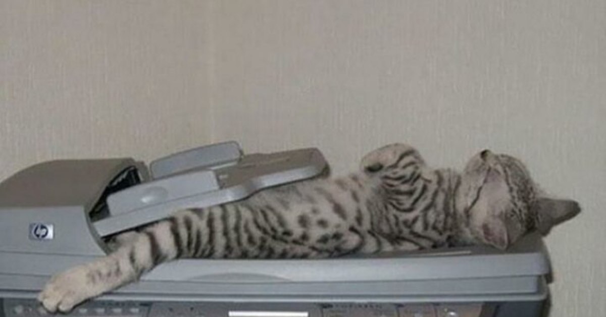 лапа кота. отсканировать кот. отсканированный кот. кошка вид снизу. сканы котов.