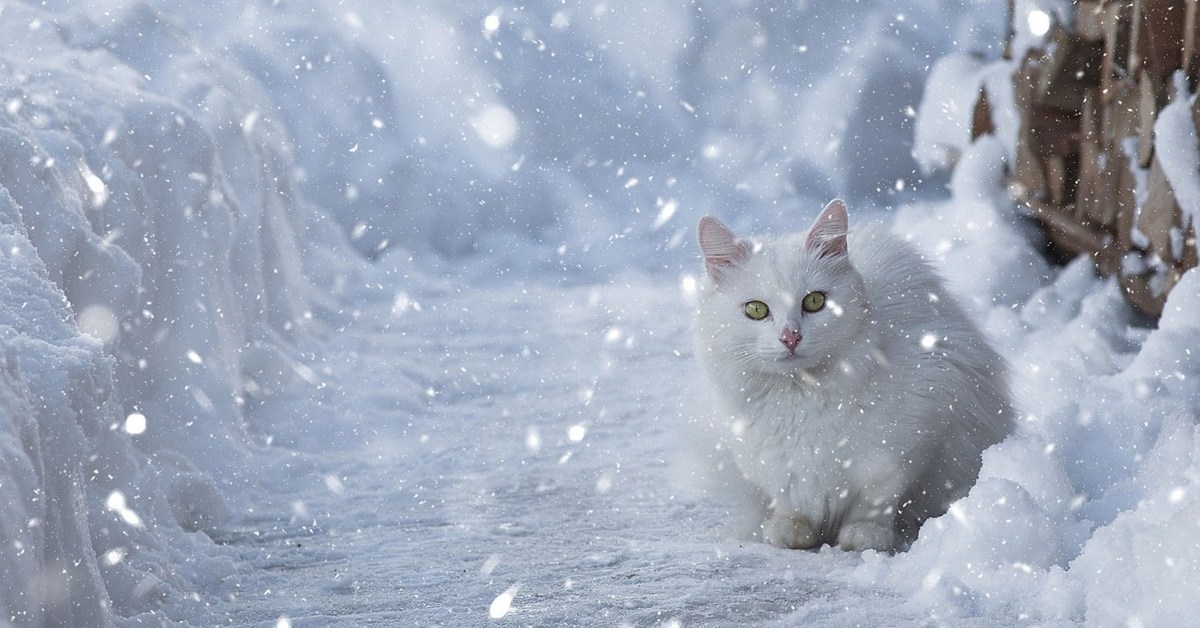 Фото Со Снегом