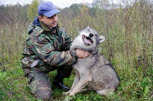 Belarusian keeps wolves in his backyard - Wolf, Ecotourism, Longpost