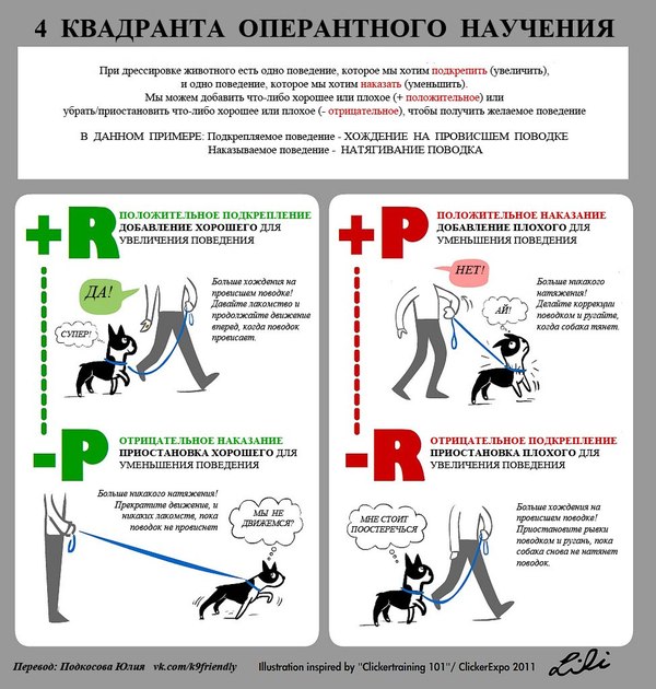 How to teach your dog not to pull on the leash. - Dog, Training, Walk, Education, , Video, Longpost