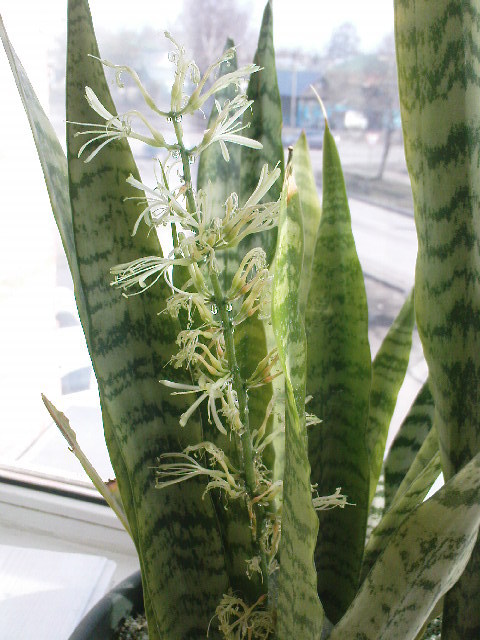 Sansevera... Show off) Pike tail. - My, Sansevieria, Bloom, Suddenly, Longpost