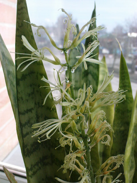 Sansevera... Show off) Pike tail. - My, Sansevieria, Bloom, Suddenly, Longpost