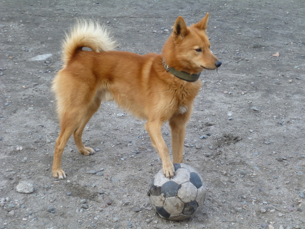 Shall we play football? - My, Football, Dog, Games, Ball, Dog