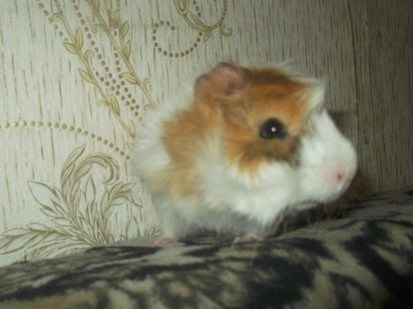 Matilda - Guinea pig, My, beauty