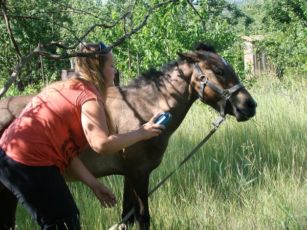 About trust and understanding - Longpost, Confidence, Bite, Horses, Horses, My