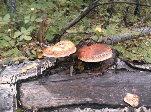 Help identify the mushroom - My, Mushrooms, Identification, Tree, Kemerovo