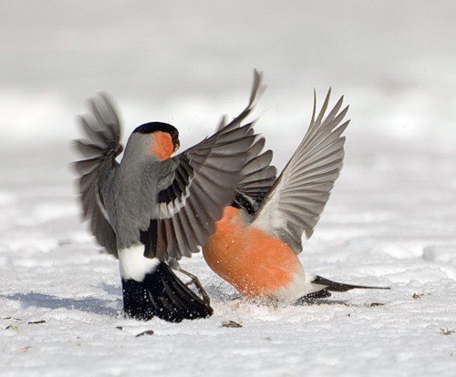 And you Brute! - Bullfinches, Birds, Animals, Winter, Attack, Fight