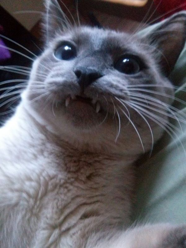 Vampire cat - My, cat, Vampires, Teeth