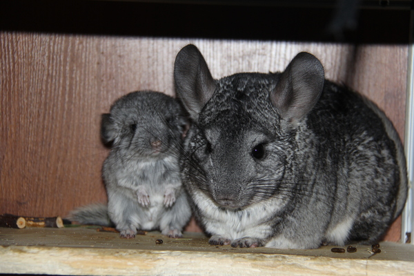 Mitten blank - My, Chinchilla, Milota, Presents