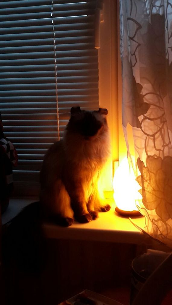 My cat with a lamp is waiting for a story - cat, Лампа, Story, American Curl