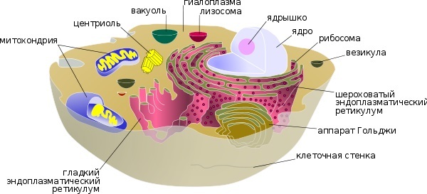 The biological structure of the solar system - Person, Land, The sun, , Pangaea, , Longpost