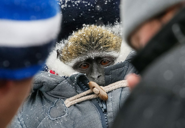 Похолодало - Обезьяна в пуховике, Зима