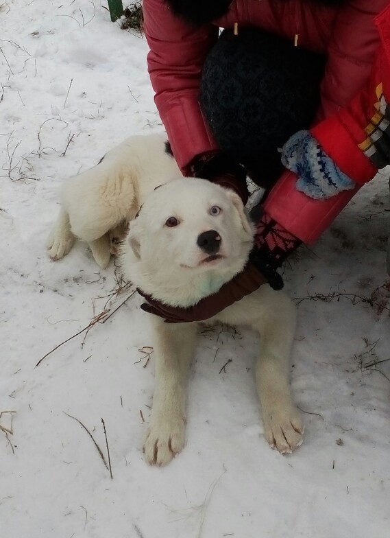 Our beautiful Belka. - My, Dog, Heterochromia, Pets