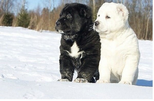 Two beauties :) - Dog, Handsome men, Chuk and Gek