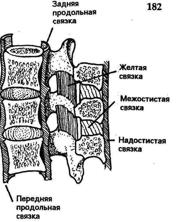 Spine health 5 - Ode, , Spine, Longpost