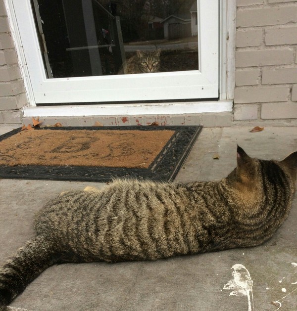 The cat is up to something - cat, The cat lies