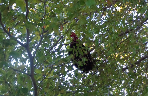 Kuku my boy - My, Rooster, Tree, Photo