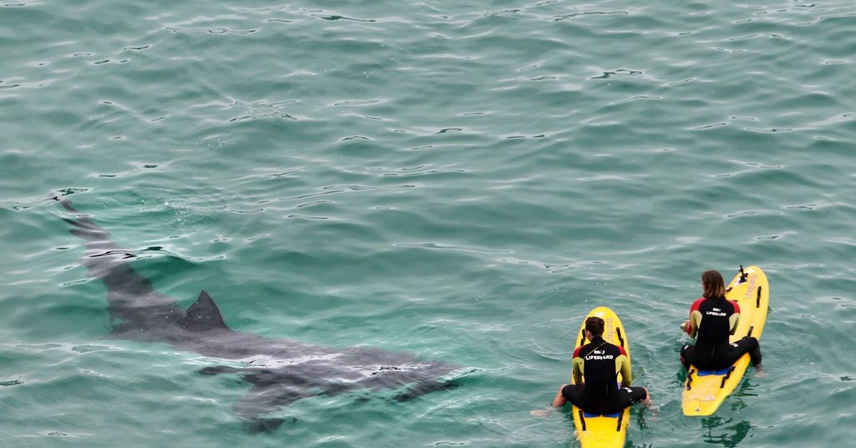 Нападение акулы на мальдивах. Нападение акул на Мальдивах. Акулы нападают на серферов. Самые опасные пляжи с акулами.