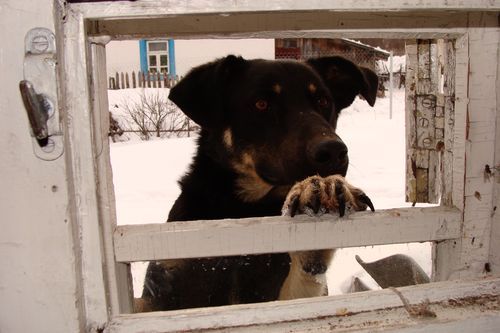 My dear foreman - My, Dog, Animals, Dog, Humor, Window leaf