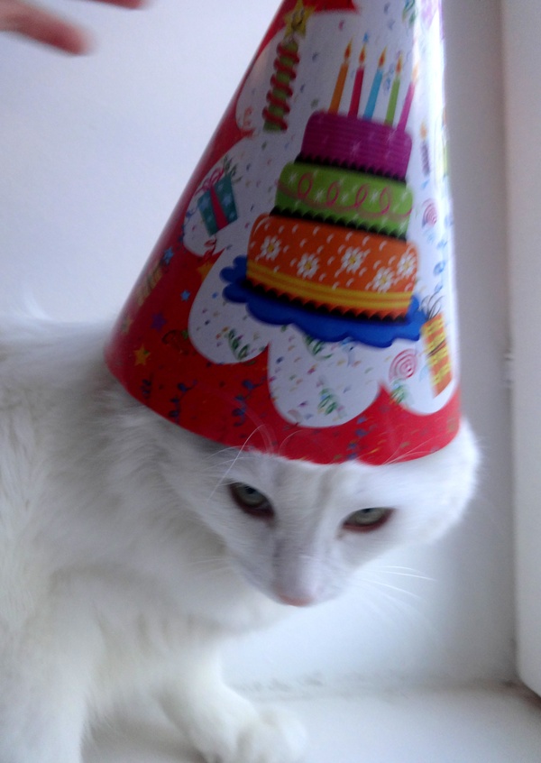 unstoppable fun - My, cat, Birthday, Unbridled fun, 
