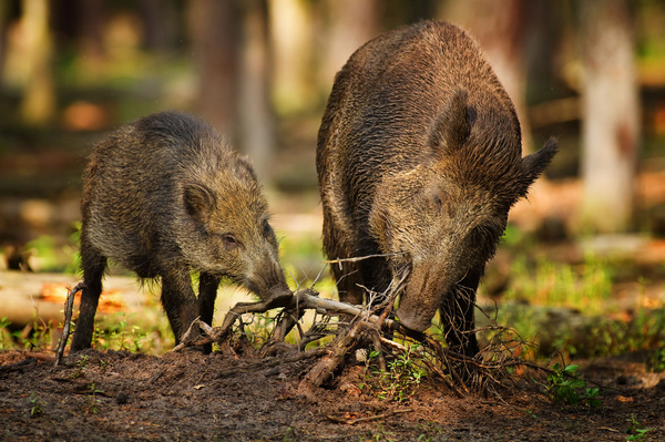 hogs - Hunting and fishing, Boar, Hunting, , 