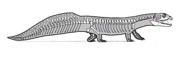 The lizard who really aspired to be an otter - My, Triassic period, Reptiles, The science, Paleontology, Biology, , Mesozoic, Longpost