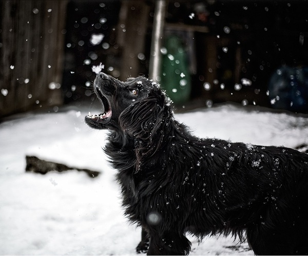 Laying on the snow..... - Dog, Snow, Dog, Snowfall