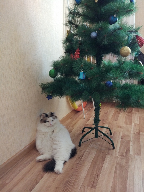 Waking up on New Year's morning, I found this body instead of a gift. - My, cat, New Year, Presents, First post