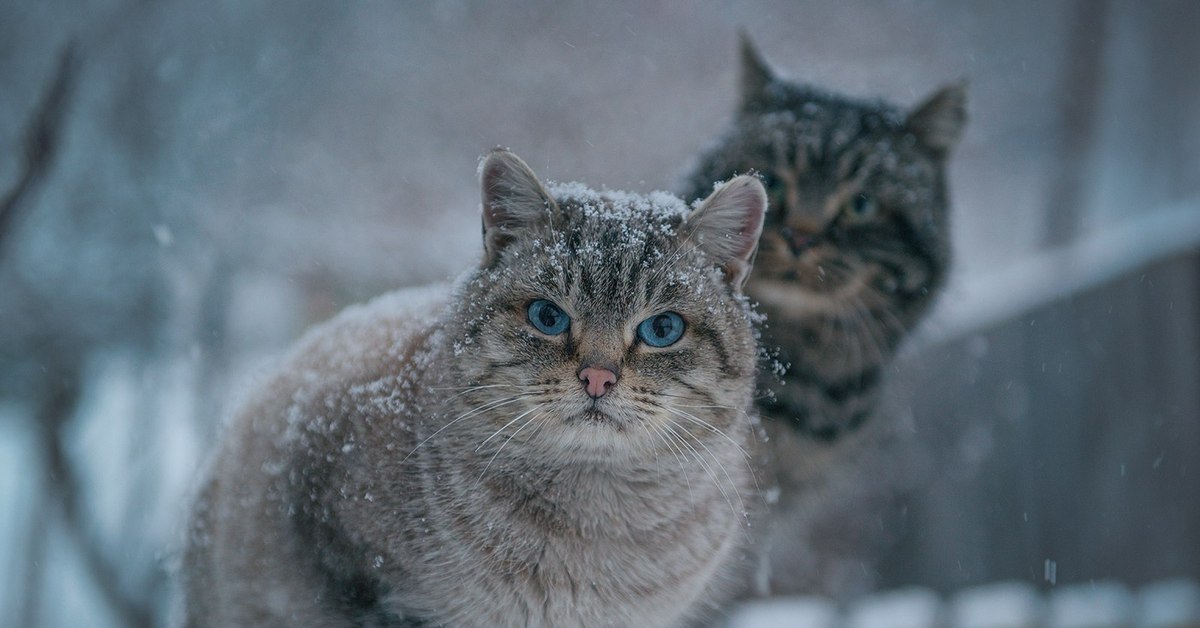 Котенок холодный. Снежный кот. Кошка в снегу. Морозный кот. Кот зимой.