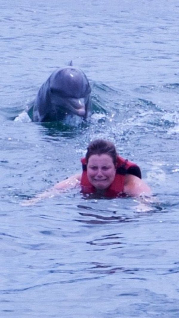 Interesting fact: Dolphins are the only marine species to practice aggressive sexual violence - Dolphin, , Изнасилование