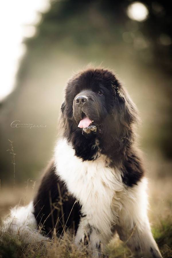 Newfoundland - Newfoundland, , Dog, Photo, Longpost