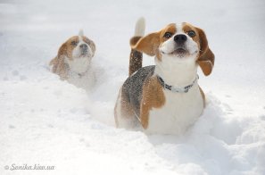 Hooray, winter is here! - Animals, Pet, Dog, Pets