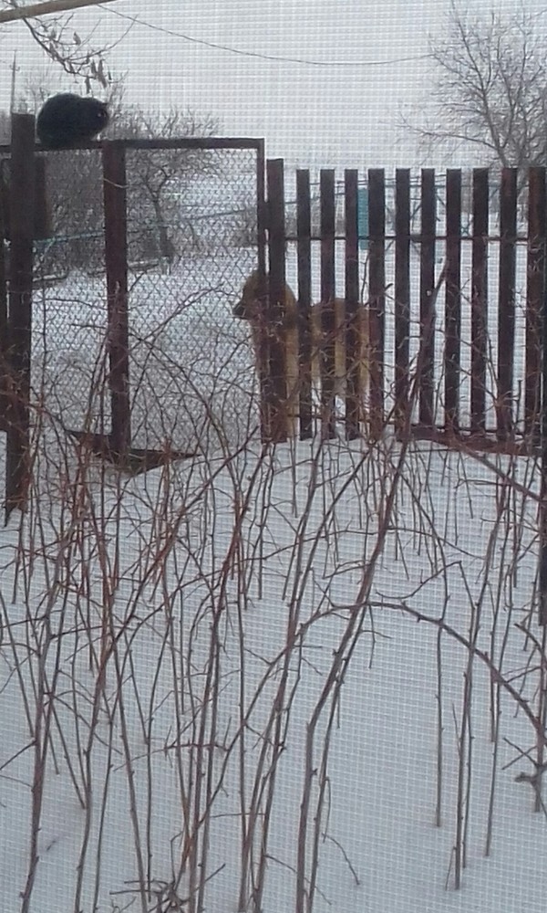 ������ ��������