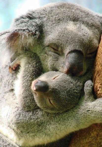 Hugs - Koala, Animals, Milota, Hugs, Nyasha, Family