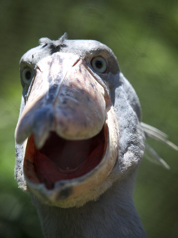 Happy shoebill - Shoebill, Birds, Happiness, Milota, Animals, Beak
