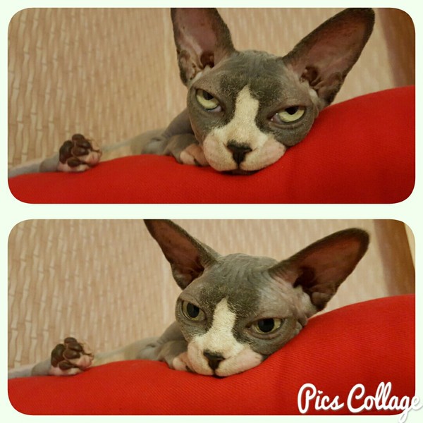 Когда осознал, что новогодние праздники прошли и единственная радость - выходные...