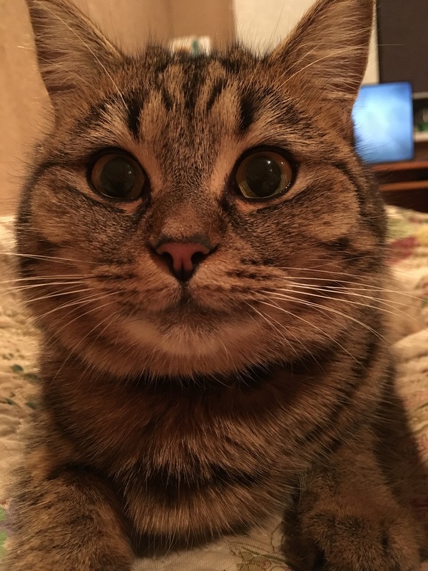 Kotoselfi - My, Cat Selfie, Kindness, cat