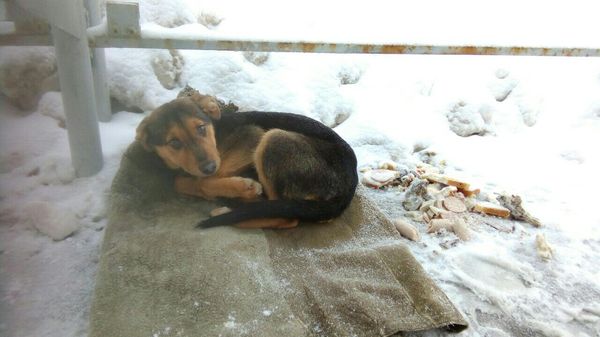 The puppy was dying in the cold. - My, , Puppies, Dog, Help, In good hands, Minsk